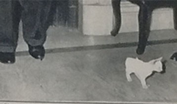 Il gatto di De Gasperi